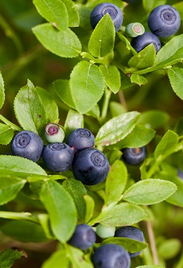 Bilberry | GDV